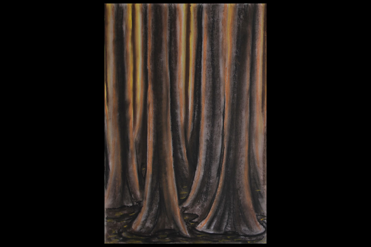 KIEFERN | Kreide auf Papier | 60 x 42 cm | 2003 | © Volker Pankrath KIEFERN | Kreide auf Papier | 60 x 42 cm | 2003